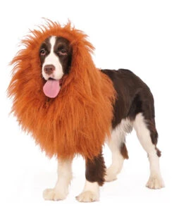 Löwenmähne Für Hunde