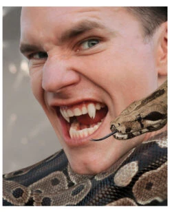 Scarecrow Viper Split Vampirzähne -Halloween Kostüme scarecrow viper split vampirzaehne vampirzaehne vampirzaehne darculazaehne 23704 04